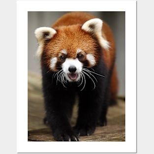 Red Panda Posters and Art